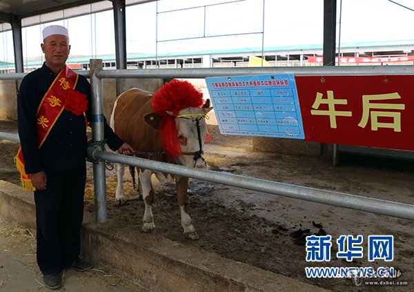 寧夏海原縣舉辦高端肉牛大賽 300"佳麗"爭奪牛后