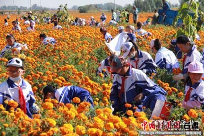 甘肅戈壁小城金菊綻放 小學(xué)生體驗“花農(nóng)”辛忙