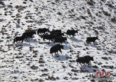 甘肅阿克塞縣出現(xiàn)降雪，其境內(nèi)哈爾騰草原珍貴野生動物成群現(xiàn)身路邊戲雪奔騰，大批候鳥遷徙翻越海拔5000多米雪山