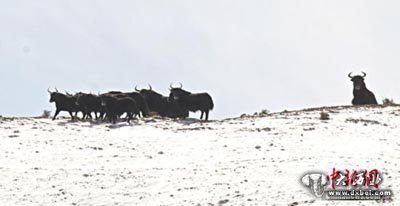 甘肅阿克塞縣出現(xiàn)降雪，其境內(nèi)哈爾騰草原珍貴野生動物成群現(xiàn)身路邊戲雪奔騰，大批候鳥遷徙翻越海拔5000多米雪山