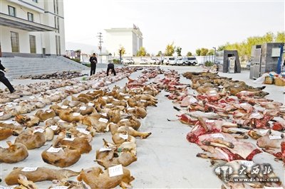 甘肅破獲跨甘陜川湘非法獵殺瀕危野生動物大案，抓獲4嫌犯