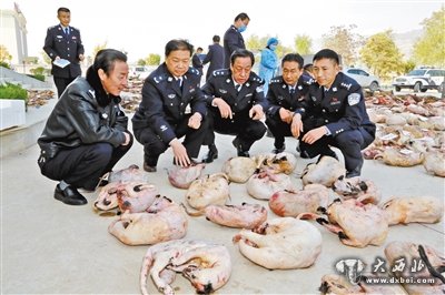 甘肅破獲跨甘陜川湘非法獵殺瀕危野生動物大案，抓獲4嫌犯