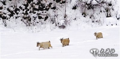 1米厚積雪覆蓋牧場(chǎng) 禮縣上坪鄉(xiāng)牲畜死亡千余只