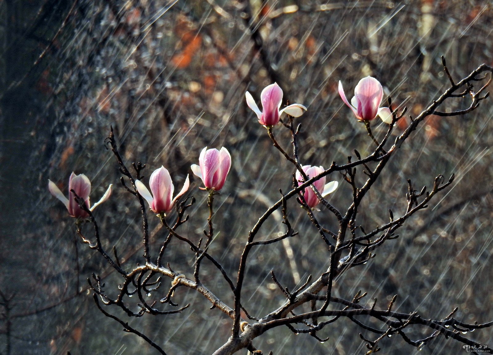 蘭州濱河路玉蘭花開俏爭(zhēng)春