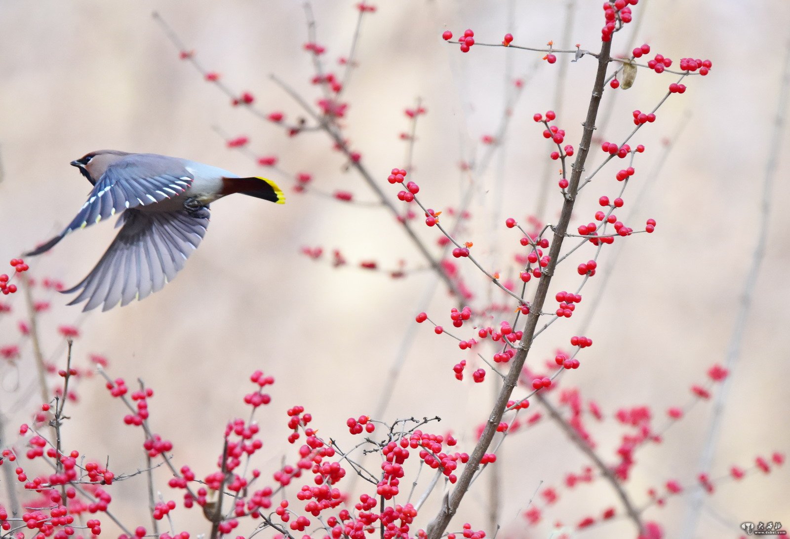 難得一見(jiàn)太平鳥(niǎo)現(xiàn)身蘭州植物園