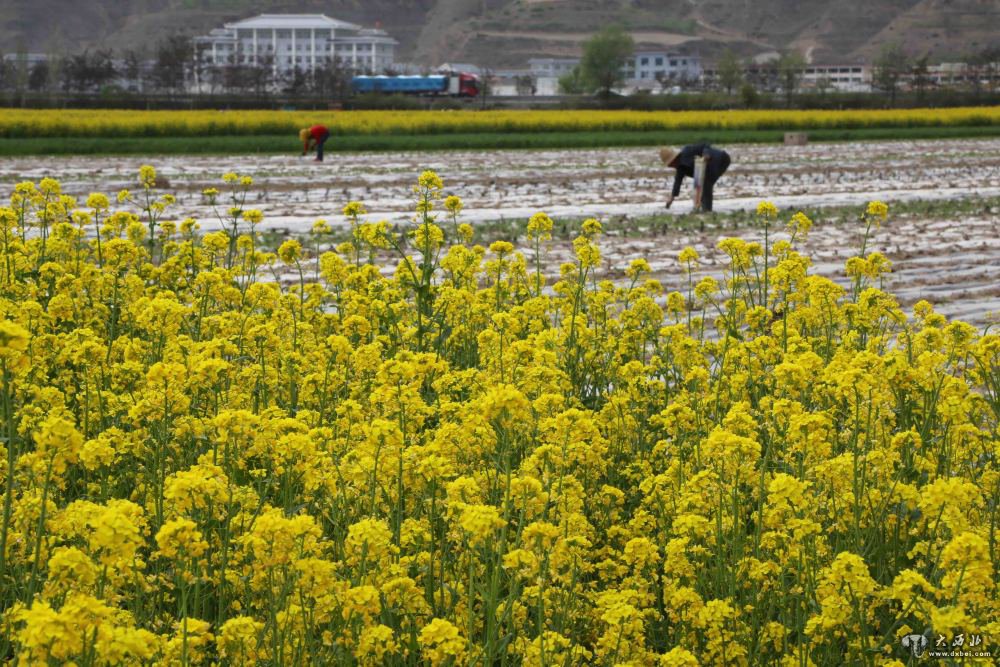 隴西縣云田鎮(zhèn)暮春花開