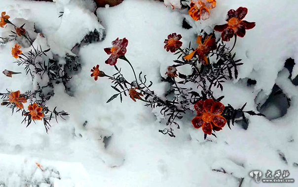 甘肅普降秋雪 盡顯北國風光