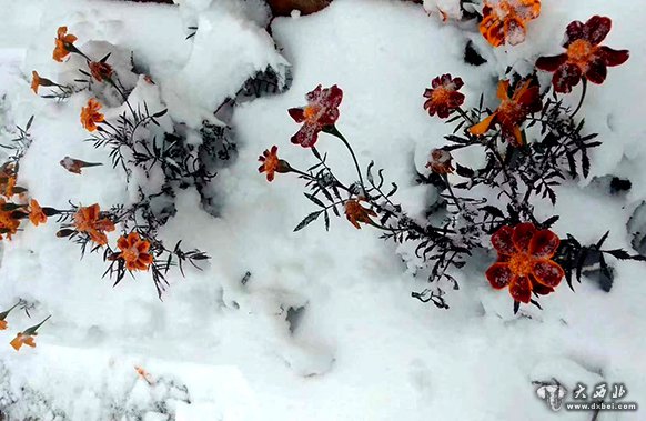 甘肅普降秋雪 盡顯北國(guó)