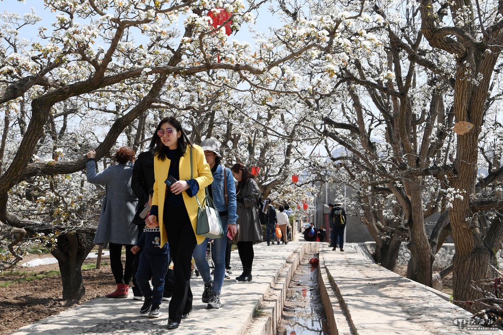 皋蘭什川梨園花開引客