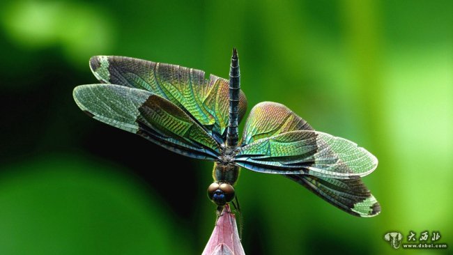 領(lǐng)略生物多樣性之美|夏韻濃 荷花深處翠鳥忙