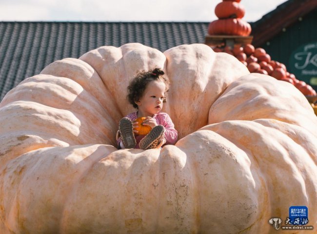 德國(guó)：南瓜稱(chēng)重趣味多