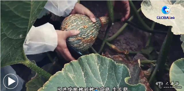 河西走廊地區(qū)外繁制種