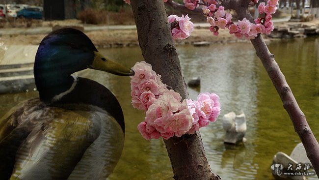 蘭州黃河之濱春景圖：野鳧眠岸有閑意  老樹著花無丑枝