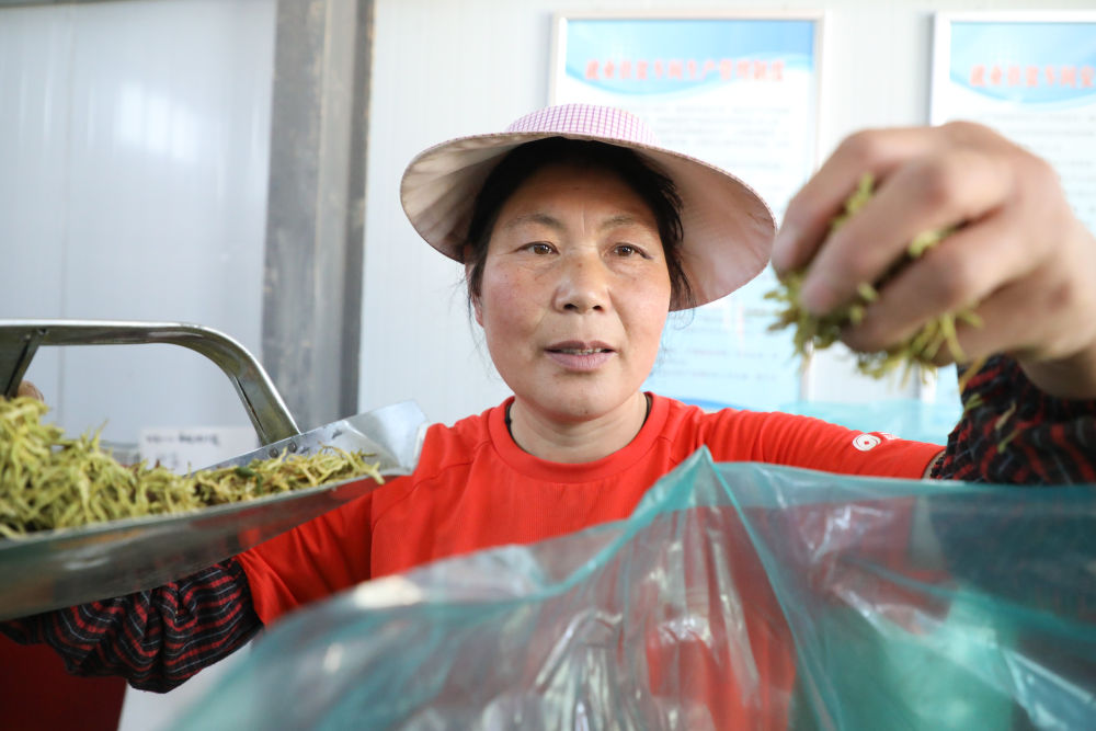 甘肅通渭：金銀花香，