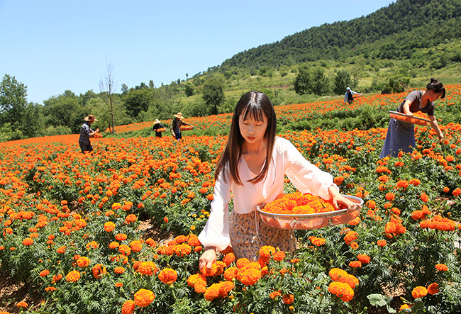 成縣：做強“花產(chǎn)業(yè)”