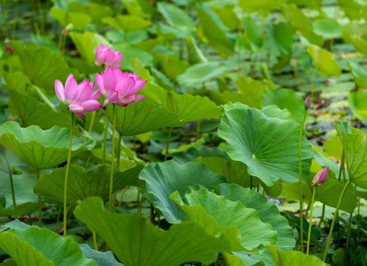 成縣裴公湖的荷花盛開