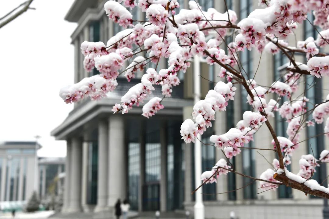 蘭州新區(qū)：飛雪迎花開