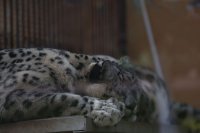 青藏高原“神奇動物”